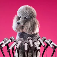 AI Research Labs's profile picture